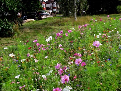 wild flowers